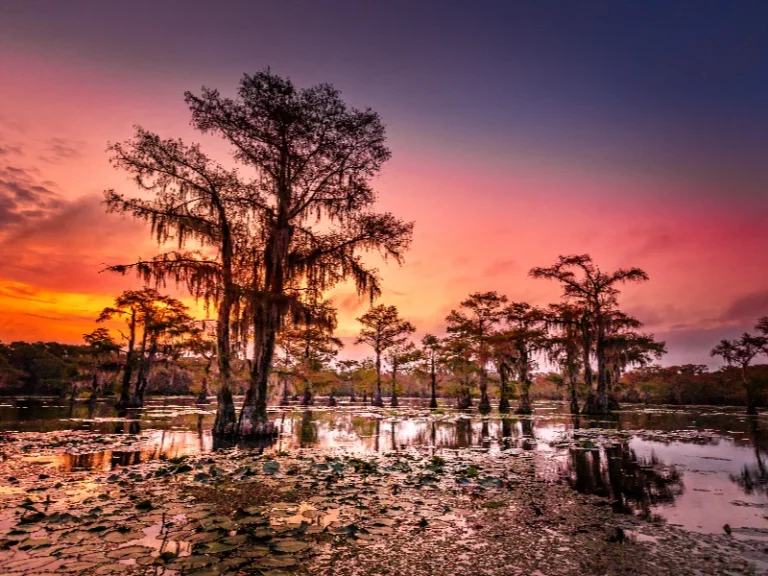 Cypress trees standing in a swamp with a colorful sunset sky. water damage restoration Cypress, TX