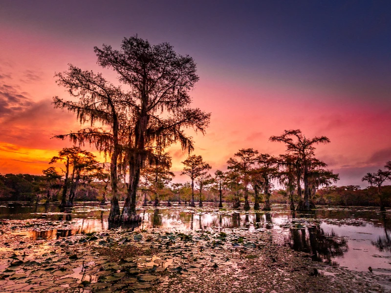 Cypress trees standing in a swamp with a colorful sunset sky. water damage restoration Cypress, TX
