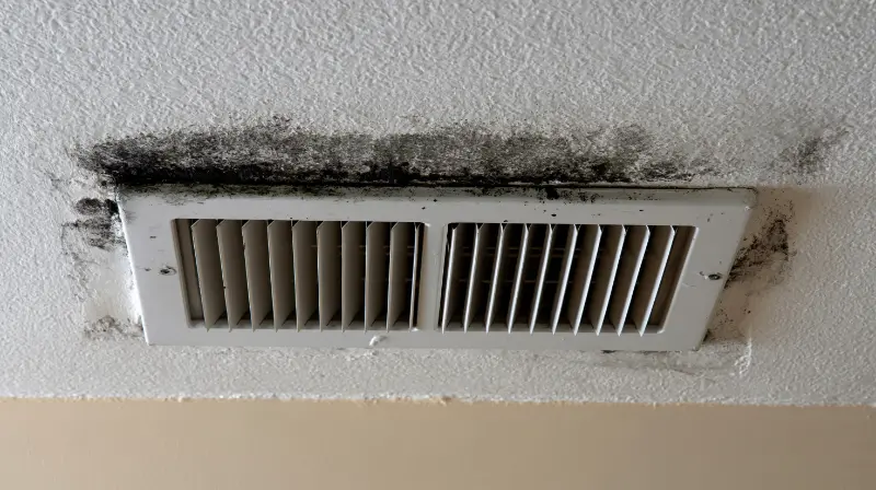 Tomball Mold Inspection | Pintail Restoration
