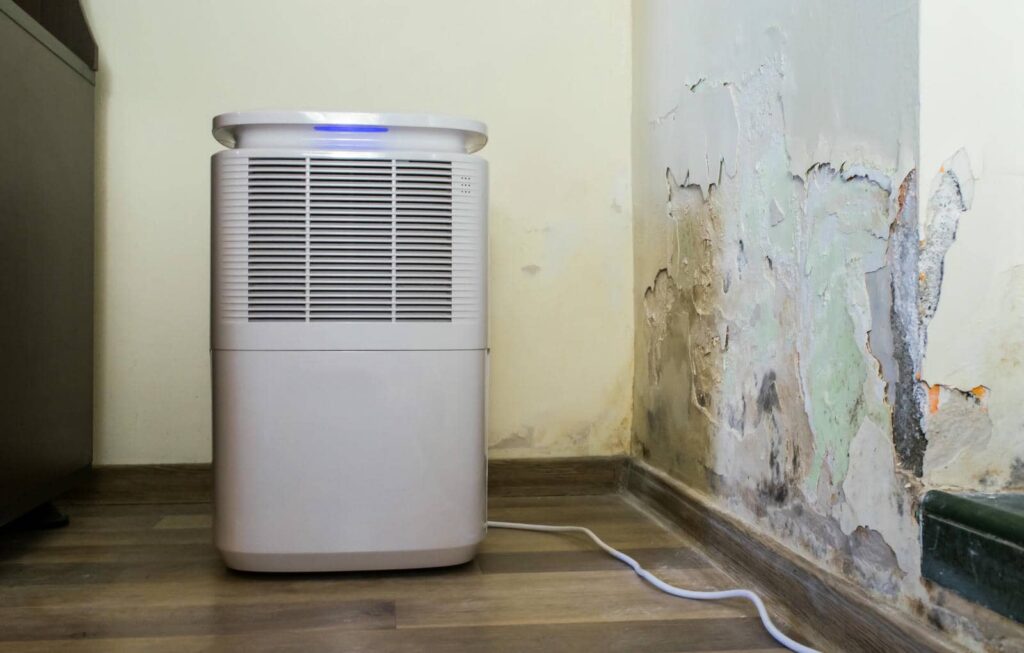 What Are Your Options for Emergency Mold Removal?