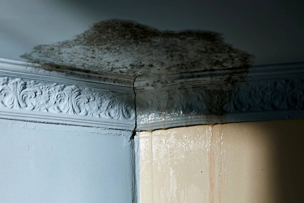 Mold and a crack on a damaged wall corner.