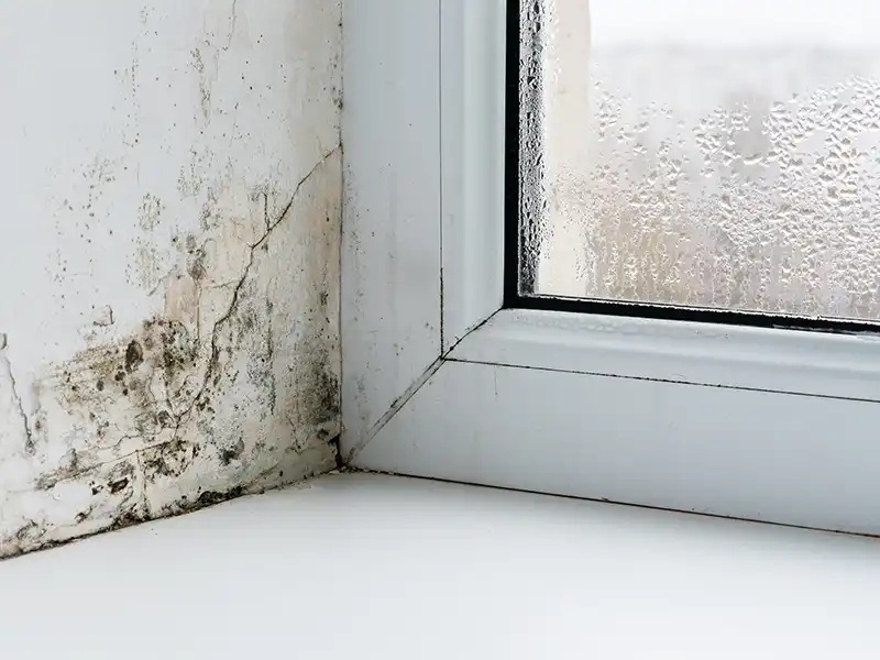 Mold and cracks on a wall corner next to a condensation-covered window. mold remediation services